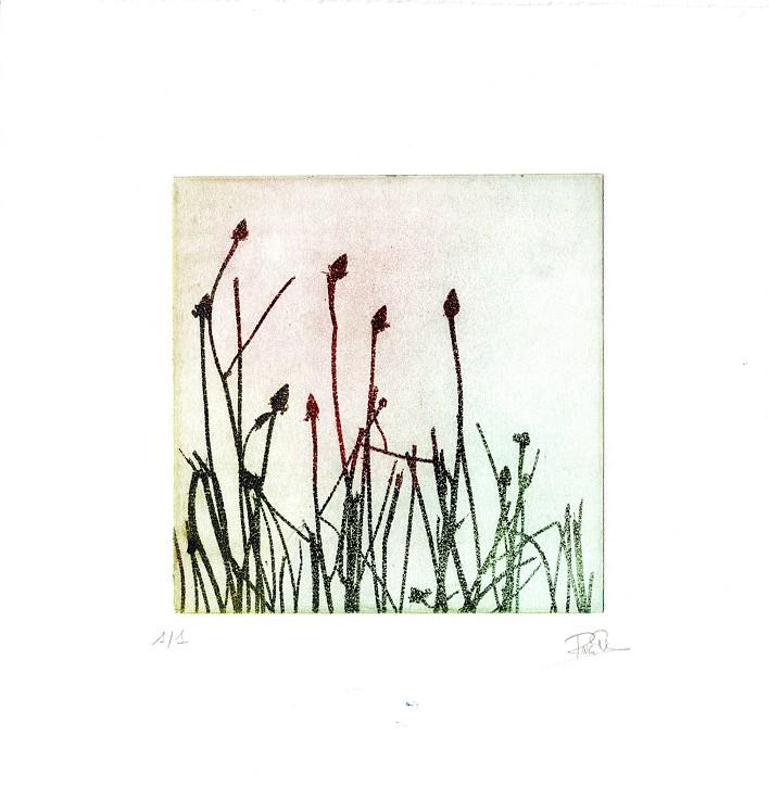 IL·LUSTRACIÓ LA LLUVIA EN LA HIERBA | ROSA EVA 21