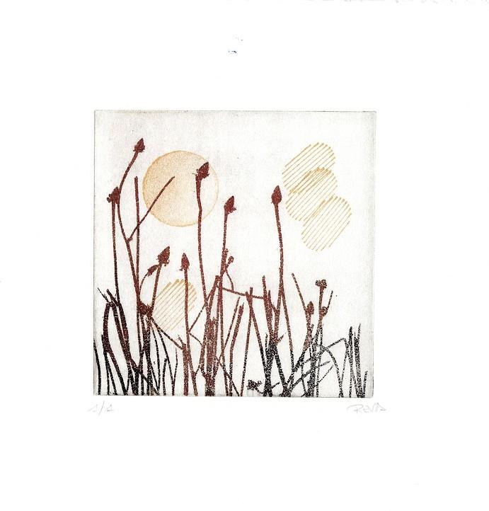 IL·LUSTRACIÓ TOLSTOI | ROSA EVA 20