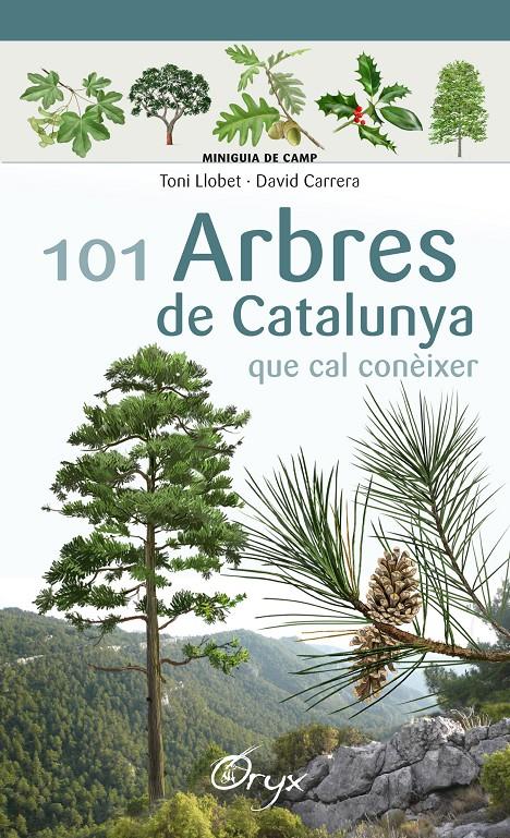 101 ARBRES DE CATALUNYA | 9788490346778 | LLOBET FRANÇOIS, TONI/CARRERA BONET, DAVID | Llibreria Online de Tremp