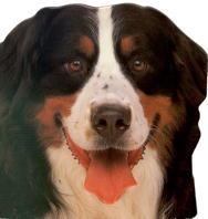 PERROS Y CACHORROS (CLIC-CLAC) | 9788434849891 | DORLING KINDERSLEY , EQUIPO EDITORIAL | Llibreria Online de Tremp