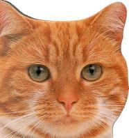 GATOS Y GATITOS (CLIC-CLAC) | 9788434849884 | DORLING KINDERSLEY , EQUIPO EDITORIAL | Llibreria Online de Tremp