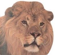 ANIMALES SALVAJES (CLIC-CLAC) | 9788434849907 | DORLING KINDERSLEY , EQUIPO EDITORIAL | Llibreria Online de Tremp