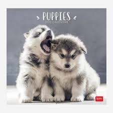 CALENDARI SOBRETAULA 2020 "PUPPIES" | 8051739304664 | Llibreria Online de Tremp