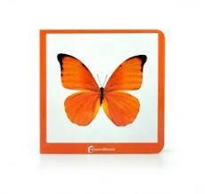 NARANJA | 9788412534443