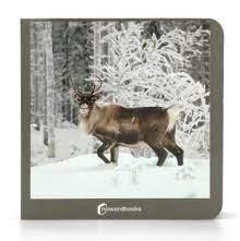 ANIMALES POLARES | 9788412534474