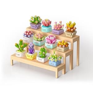 KOKO PLANTES SUCULENTES 12 PECES (ASSORTIT) | 6973676044132 | Llibreria Online de Tremp