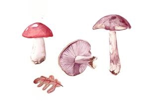 IL·LUSTRACIÓ BOLETUS | ROSA EVA 3