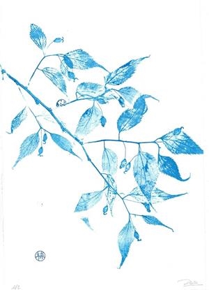 IL·LUSTRACIÓ TREMOLOR BLAVÓS DE LLEDONER | ROSA EVA 7