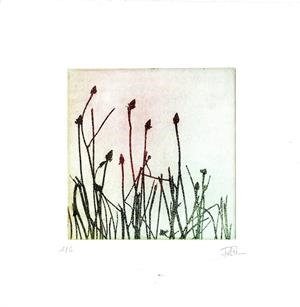 IL·LUSTRACIÓ PLUJA EN L'HERBA | ROSA EVA 21