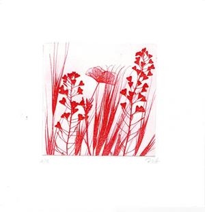 IL·LUSTRACIÓ FLORS VERMELLES | ROSAEVA 22