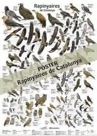 RAPINYAIRES DE CATALUNYA (POSTER) | 9788413563787