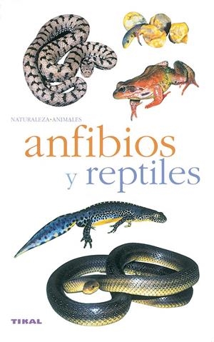 ANFIBIOS Y REPTILES | 9788430553341